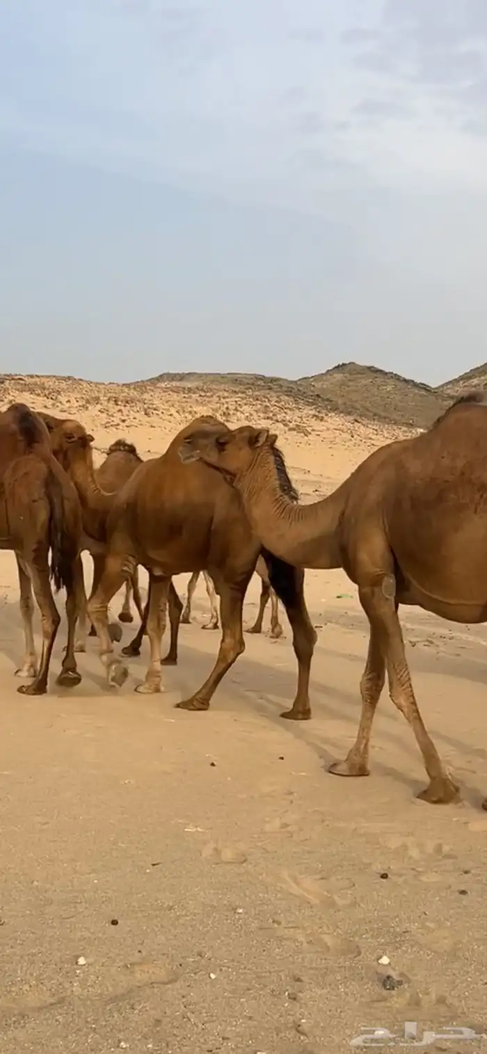 ابل نياق سواحل لقحات(( تم البيع )) 15
