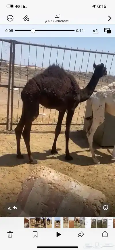 بكره مجهم طيبه مقنوي درجه اولى امن من اطيب لابل ومجمعه بالح index