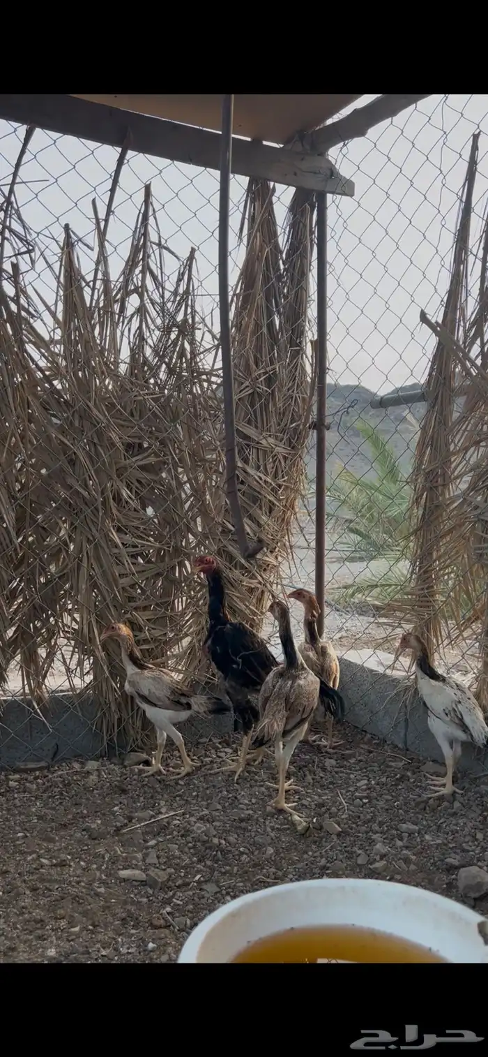 شامو ياباني 1