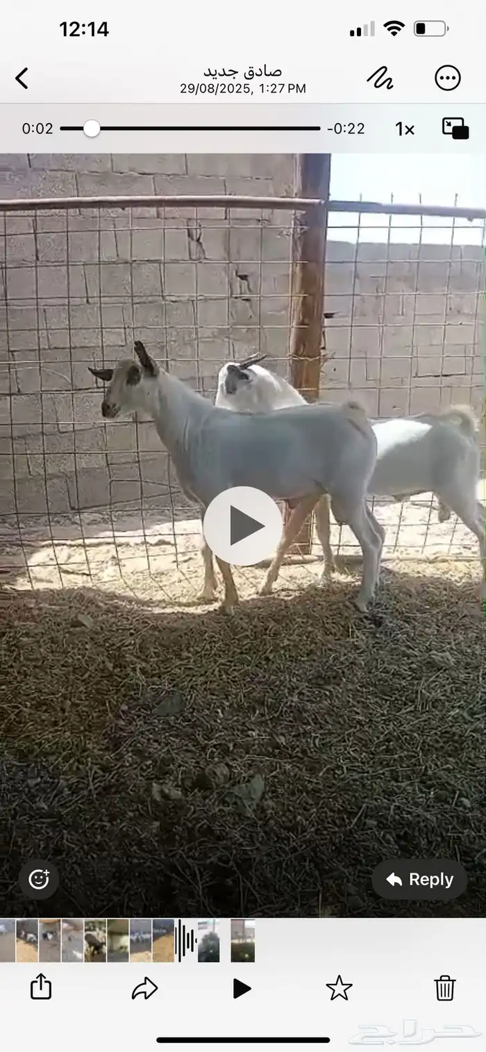 تيوس للبيع العدد 2 0