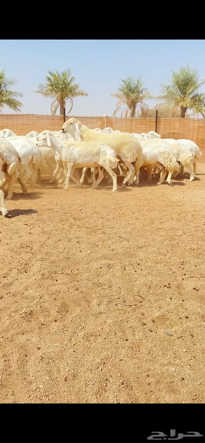 غنم حريات حرش شف فاخر دفيع شرط (( تم البيع )) 17