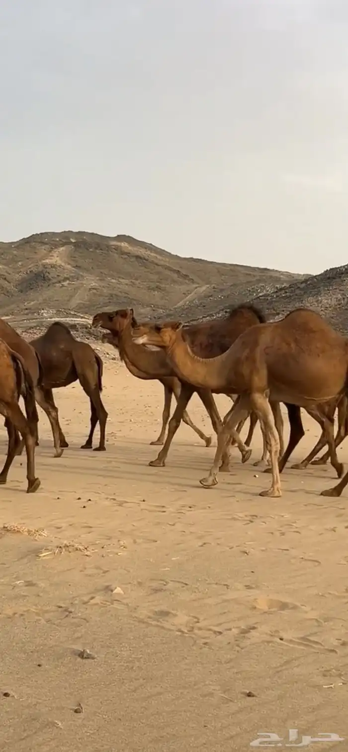ابل نياق سواحل لقحات(( تم البيع )) 12