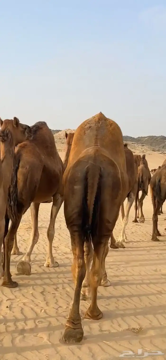 ابل نياق سواحل لقحات(( تم البيع )) 1