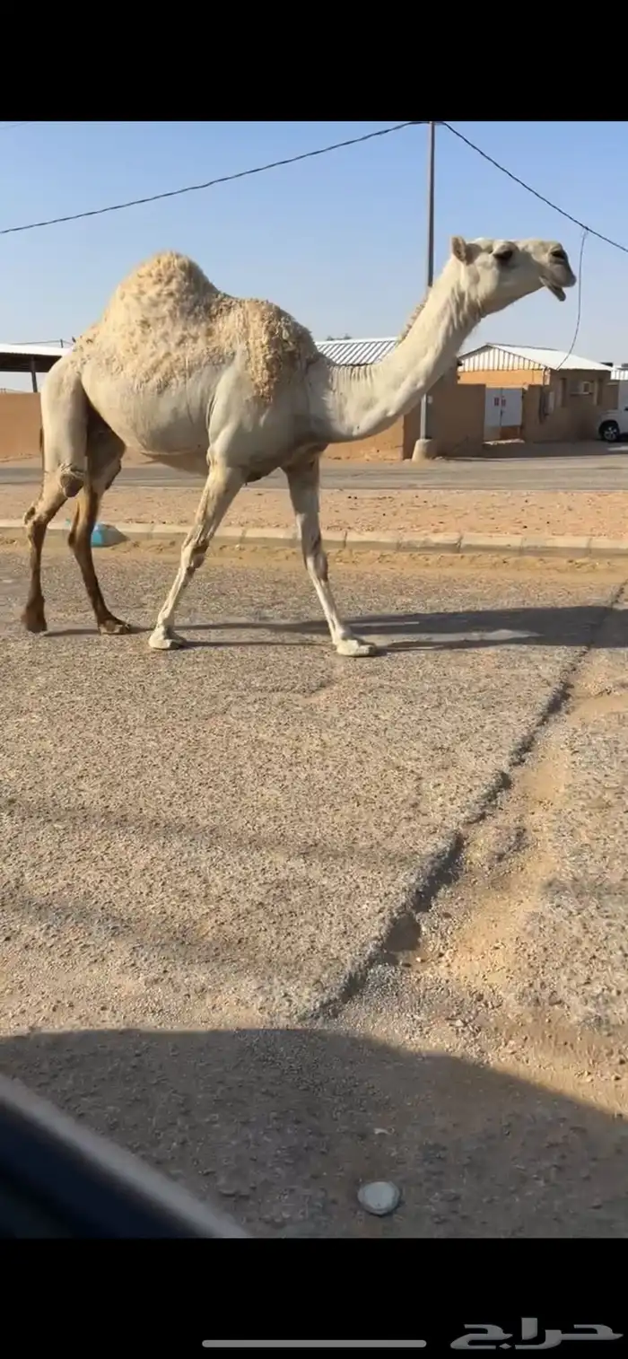 ناقه ضريبه 5