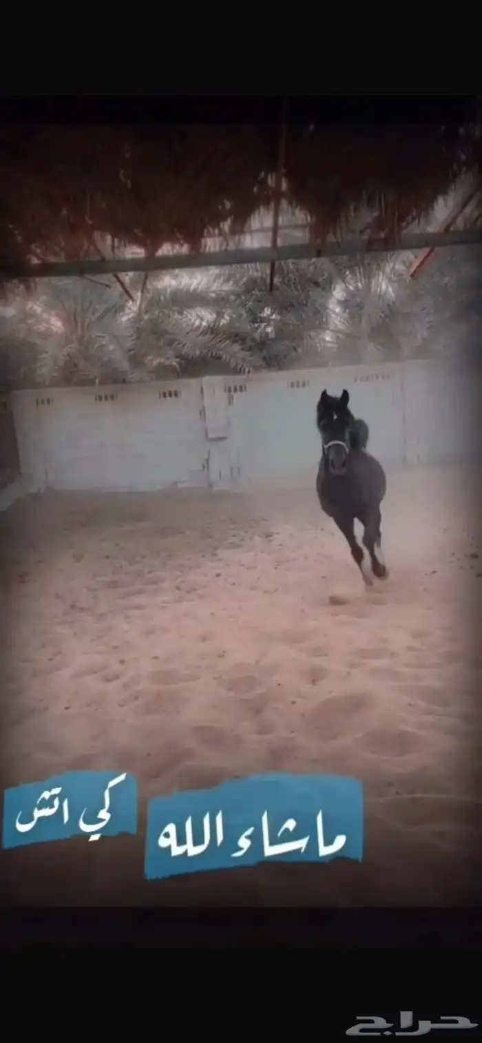 مهرة شعبية 2