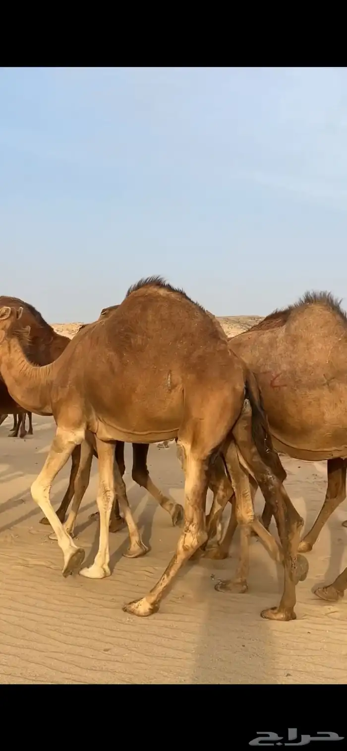 ابل نياق سواحل لقحات(( تم البيع )) 8