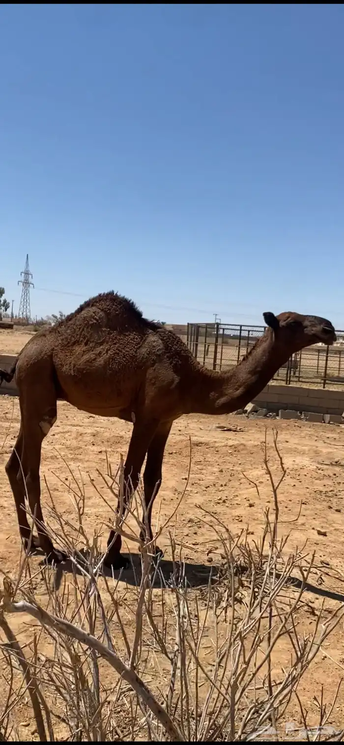 قعود فحل 3