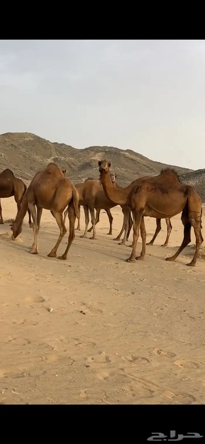ابل نياق سواحل لقحات(( تم البيع )) 22