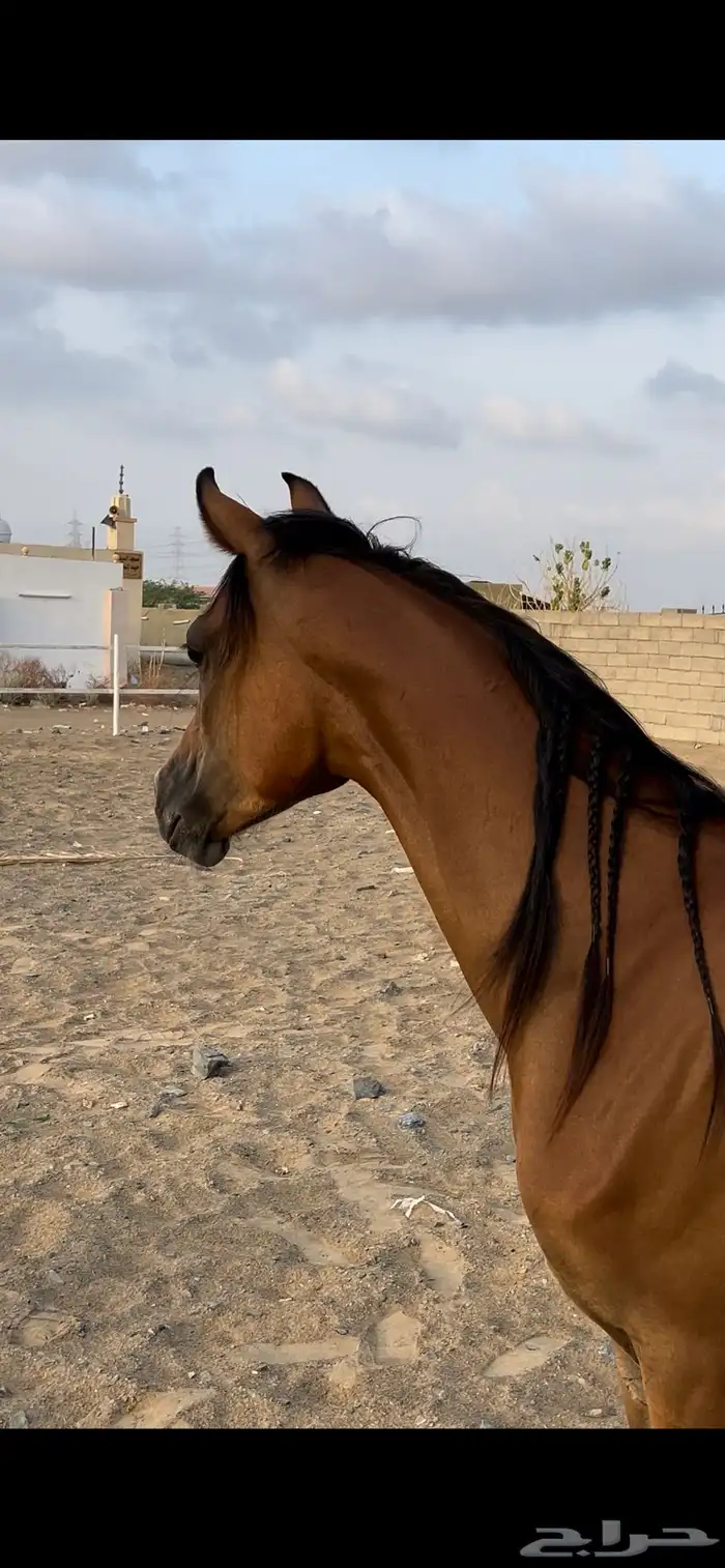 مهره واهو 1