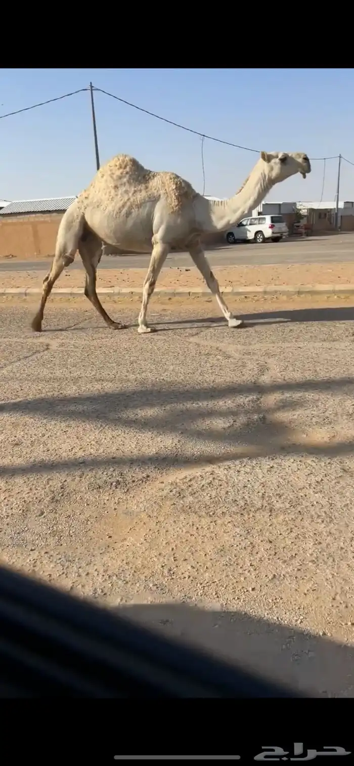 ناقه ضريبه 4