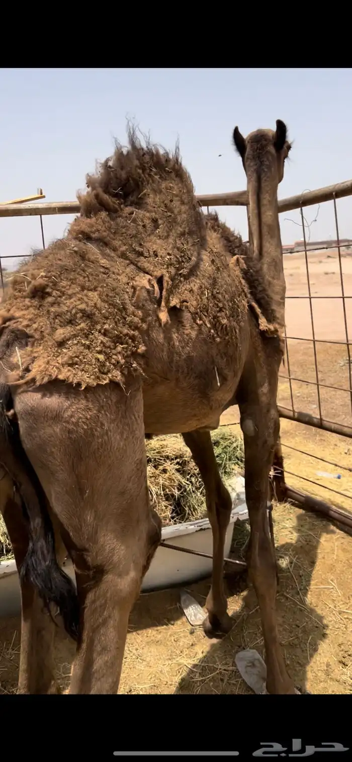 قعود مجهم عمره 5 اشهر على الحليب 1
