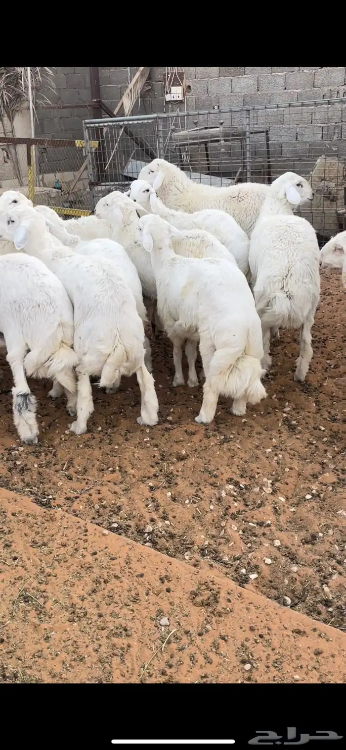 ذبايح حري للمناسبات والثلاجات 3