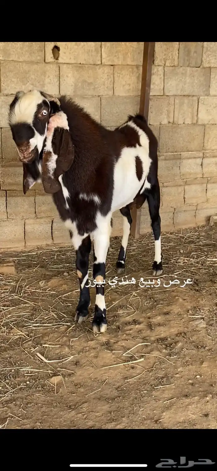 عرض وبيع فحل هندي 5