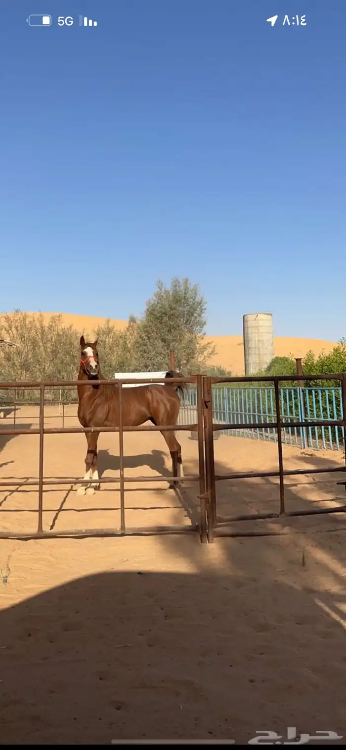 خيول للبيع 2
