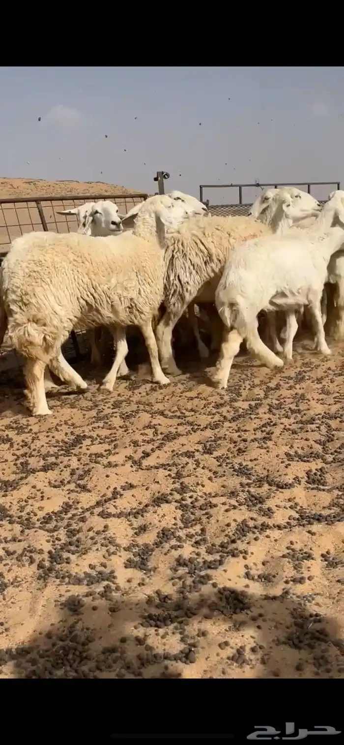 غنم حريه الموقع عفيف 0