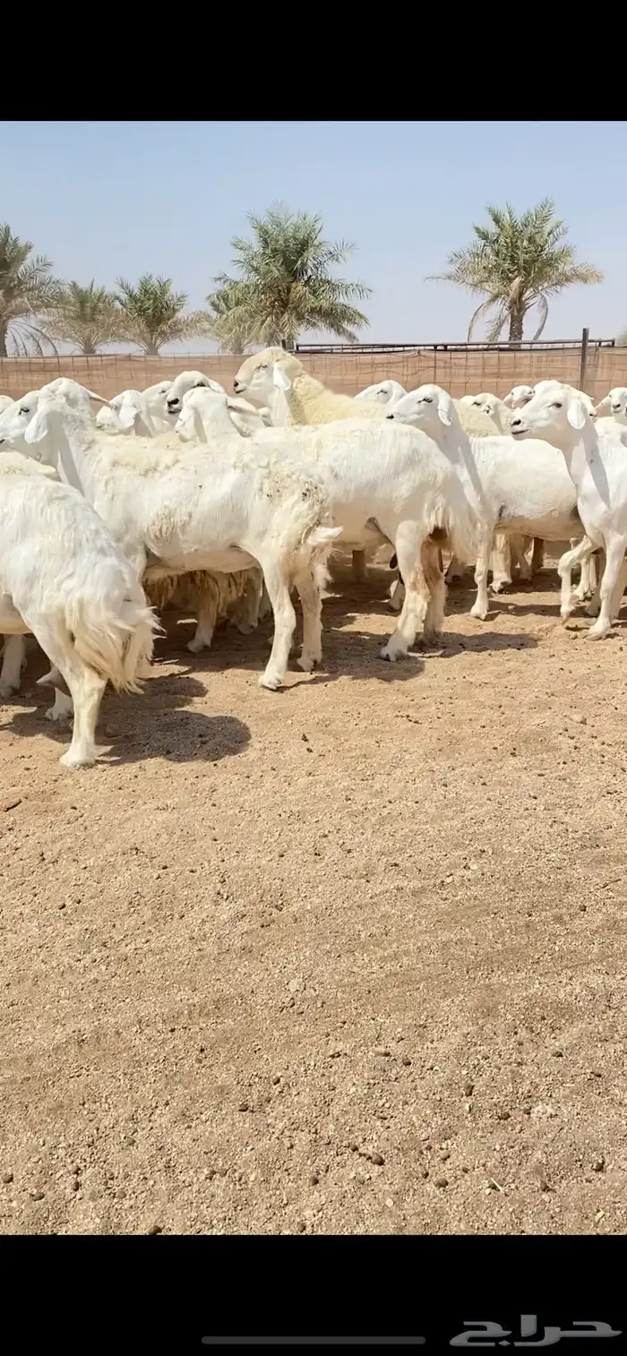 غنم حريات حرش شف فاخر دفيع شرط (( تم البيع )) 18
