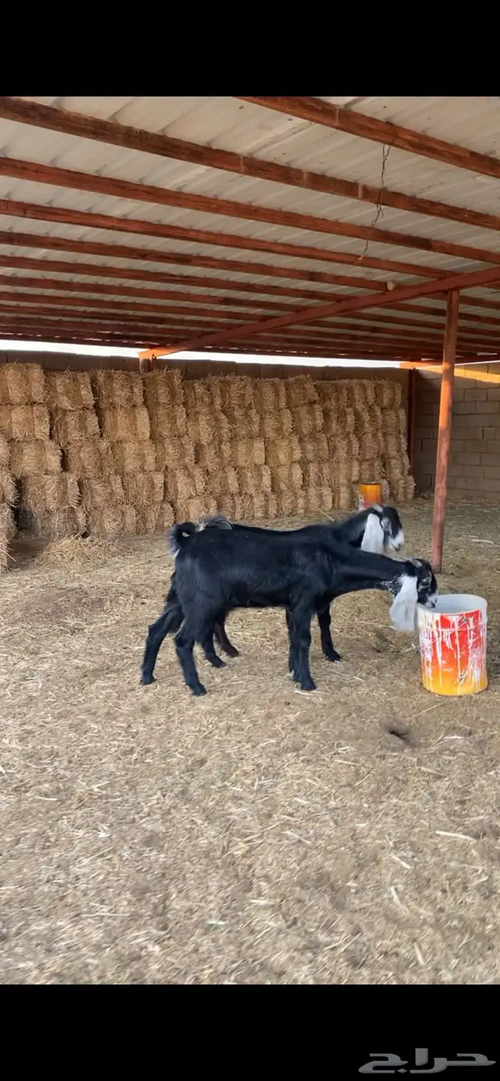 جذعات مشروكات مقنوي 2