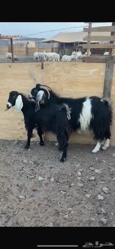 معزا 0