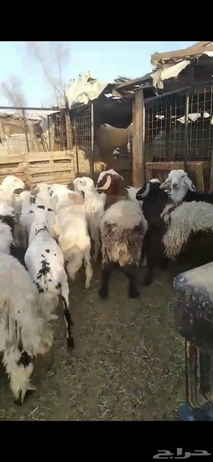 ذبائح خرفان ورخال مغلقة شحم بالقرب من دوار الملك سلمان 6