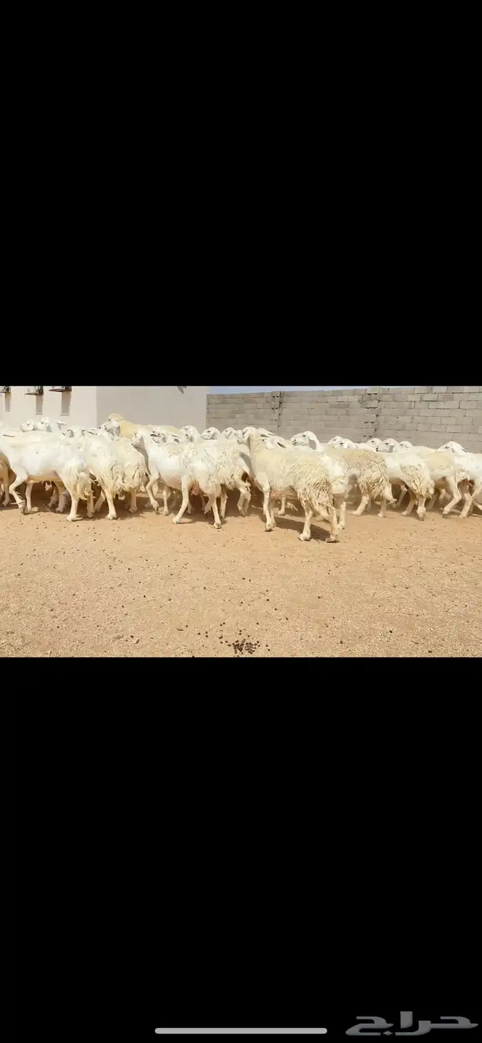 غنم حريات حرش شف فاخر دفيع شرط (( تم البيع )) 8