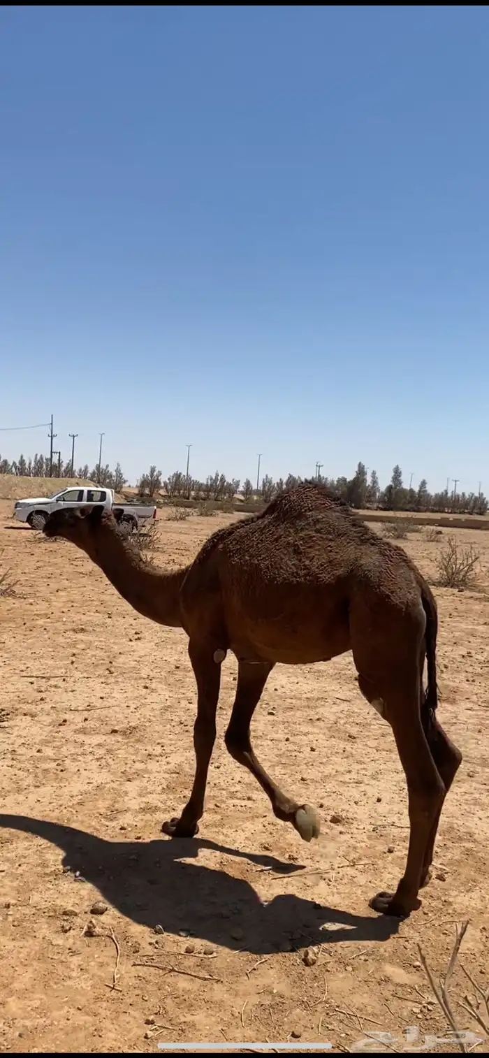 قعود فحل 2