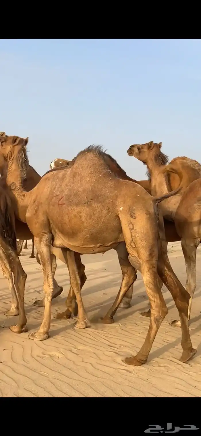 ابل نياق سواحل لقحات(( تم البيع )) 6