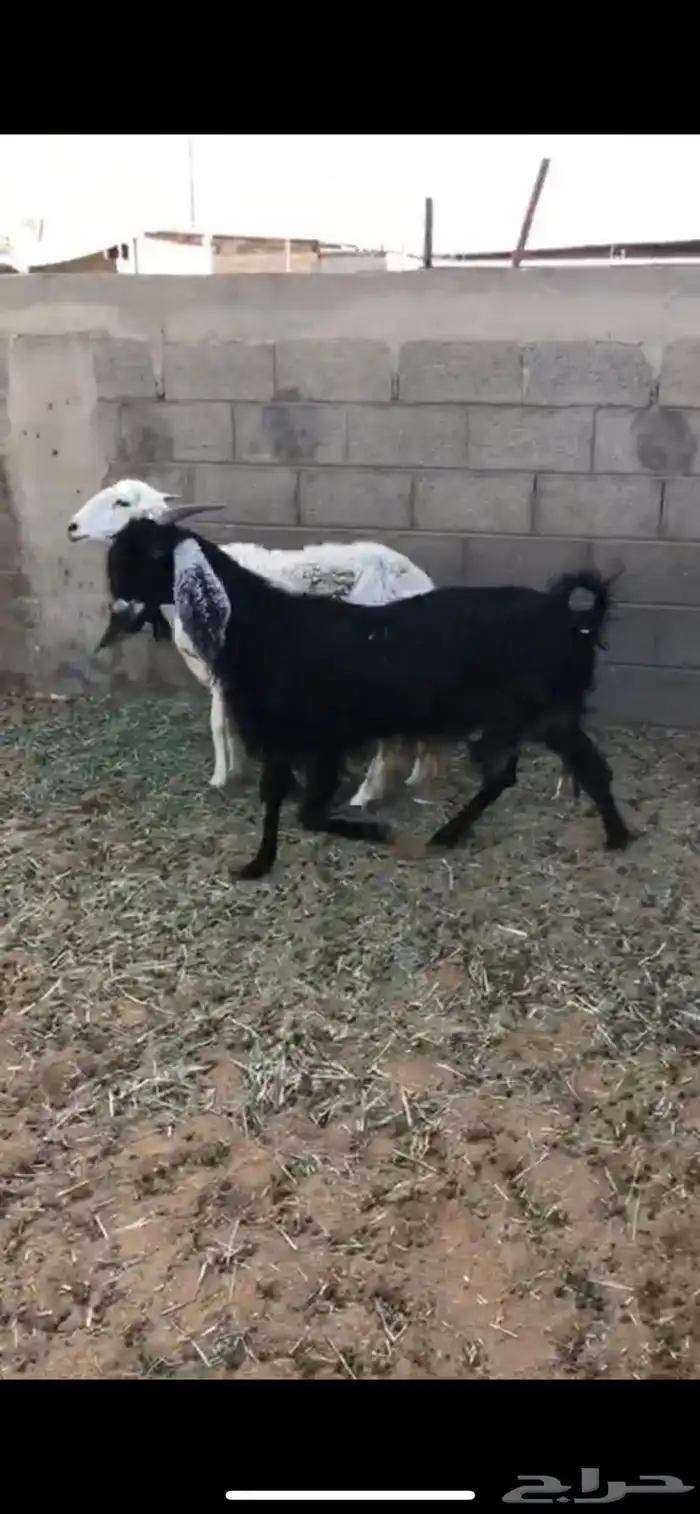 للبيع خلفات 8