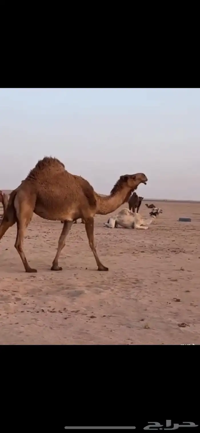 ناقه حايل للبيع 0