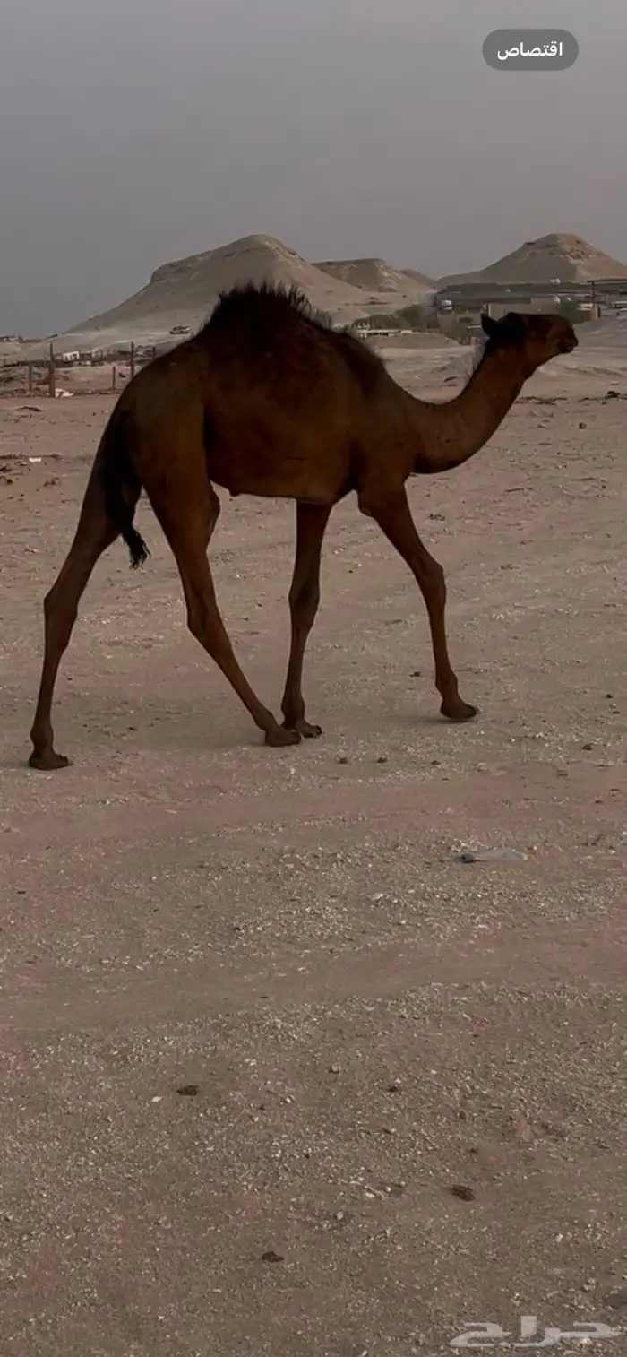 خلفه 5