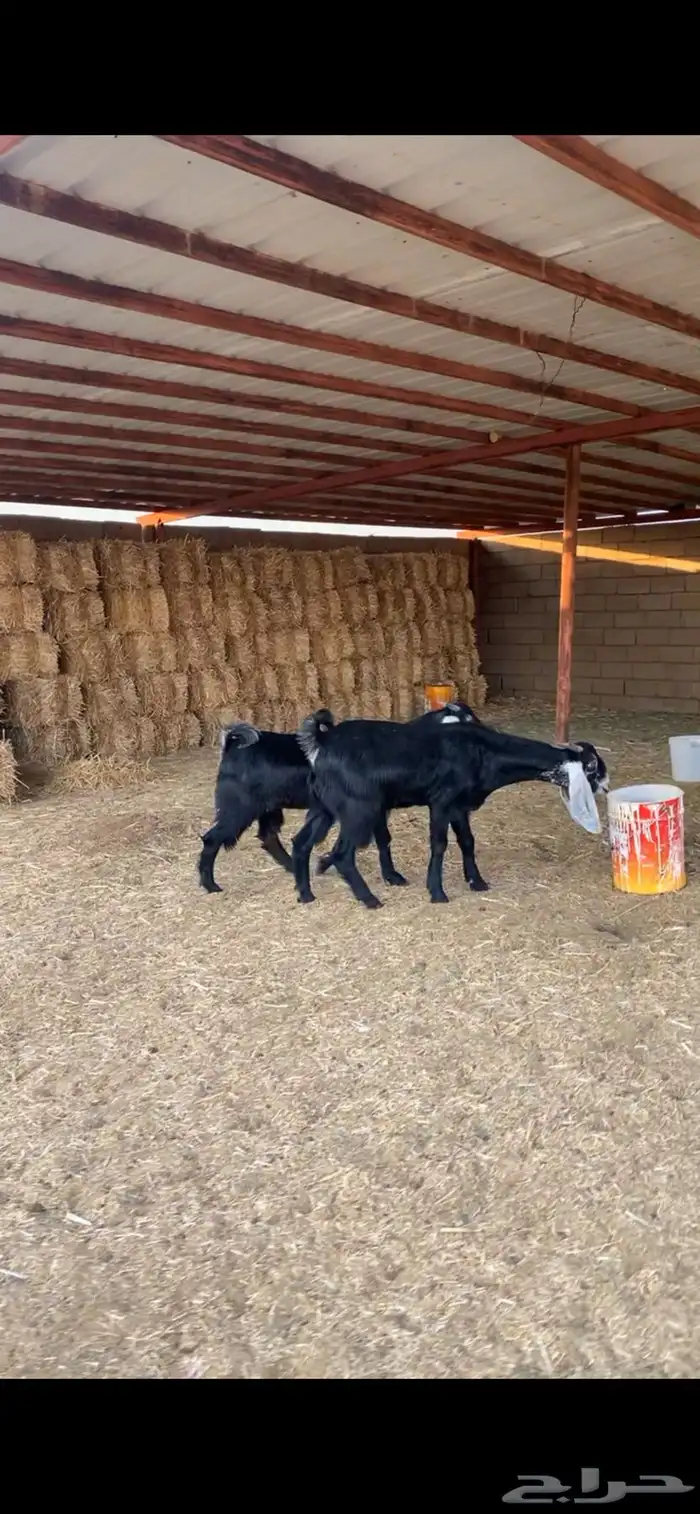 جذعات مشروكات مقنوي 5