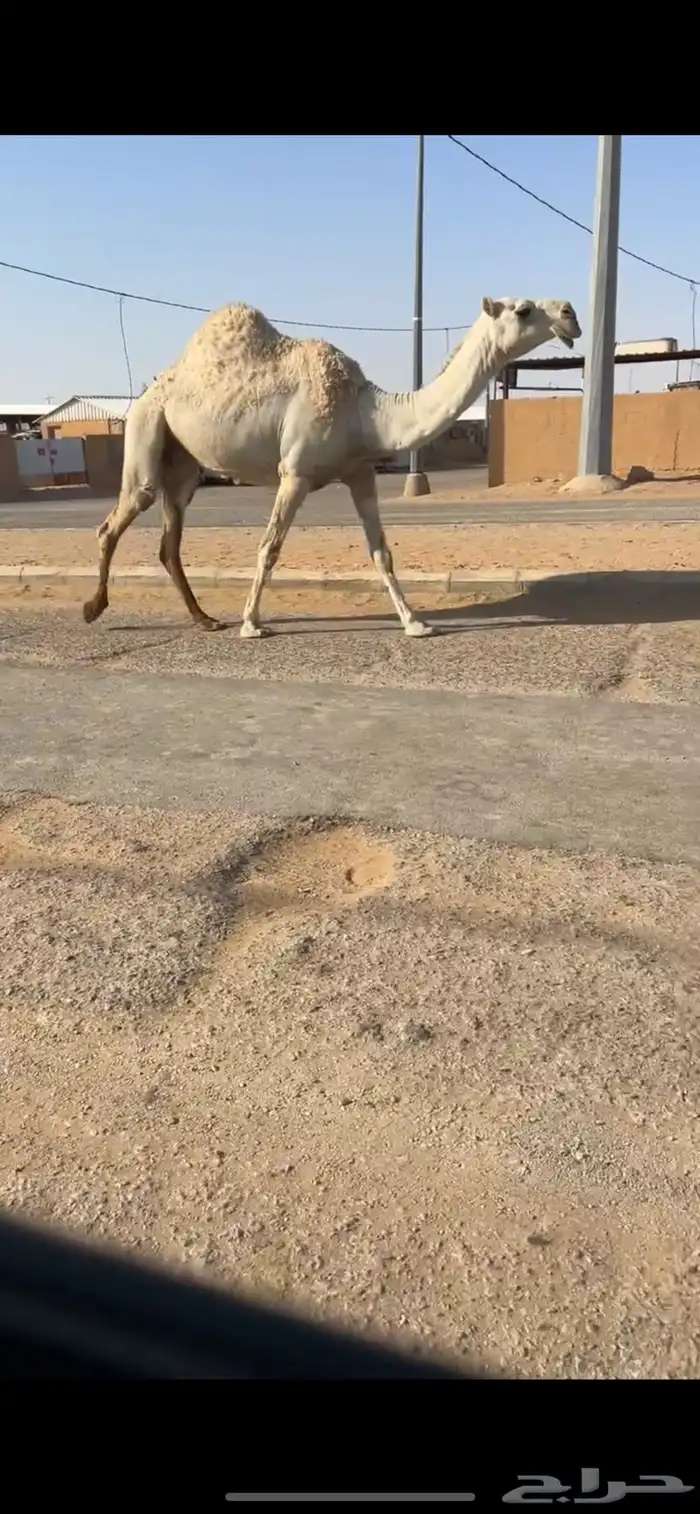 ناقه ضريبه 0