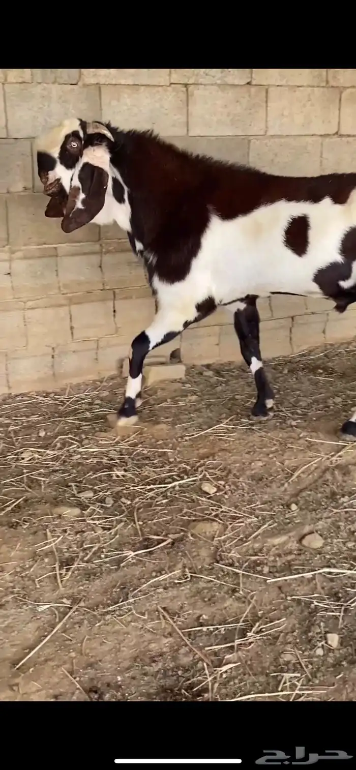 عرض وبيع فحل هندي 2