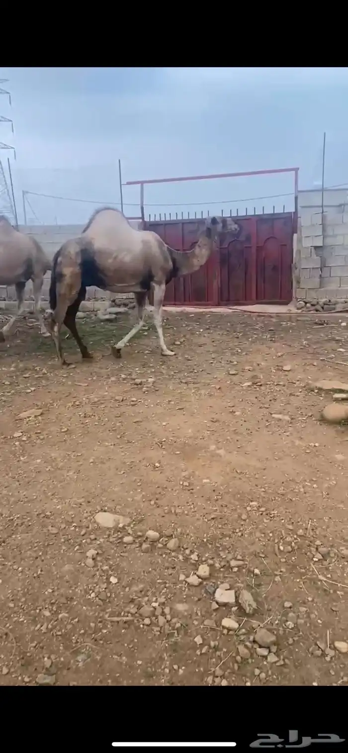للبيع نياق ساحليات 4