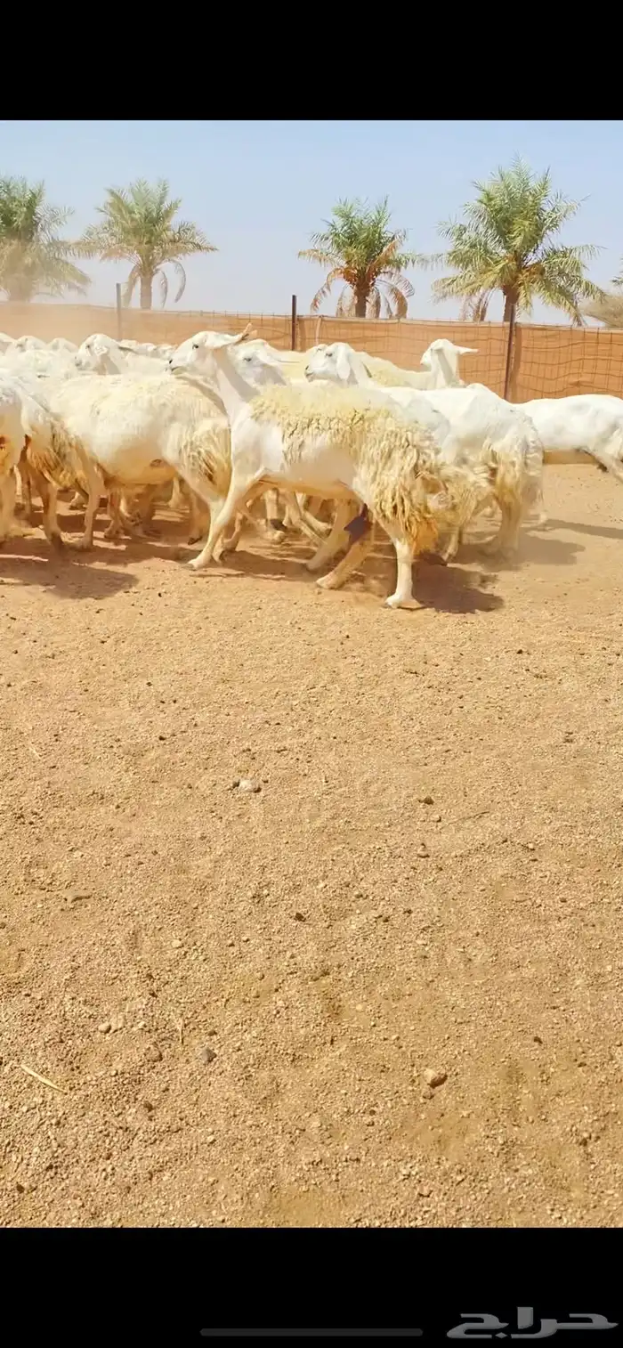 غنم حريات حرش شف فاخر دفيع شرط (( تم البيع )) 16