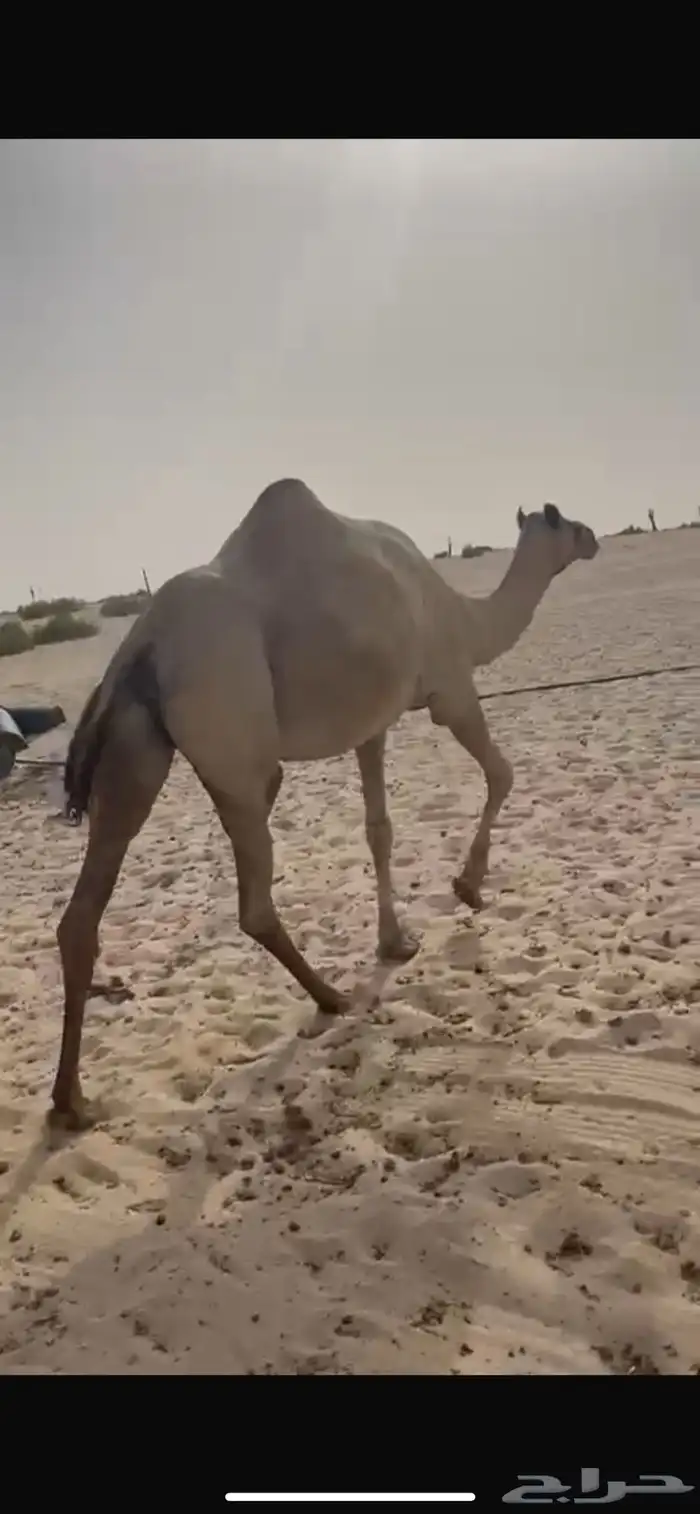 مشالله 0