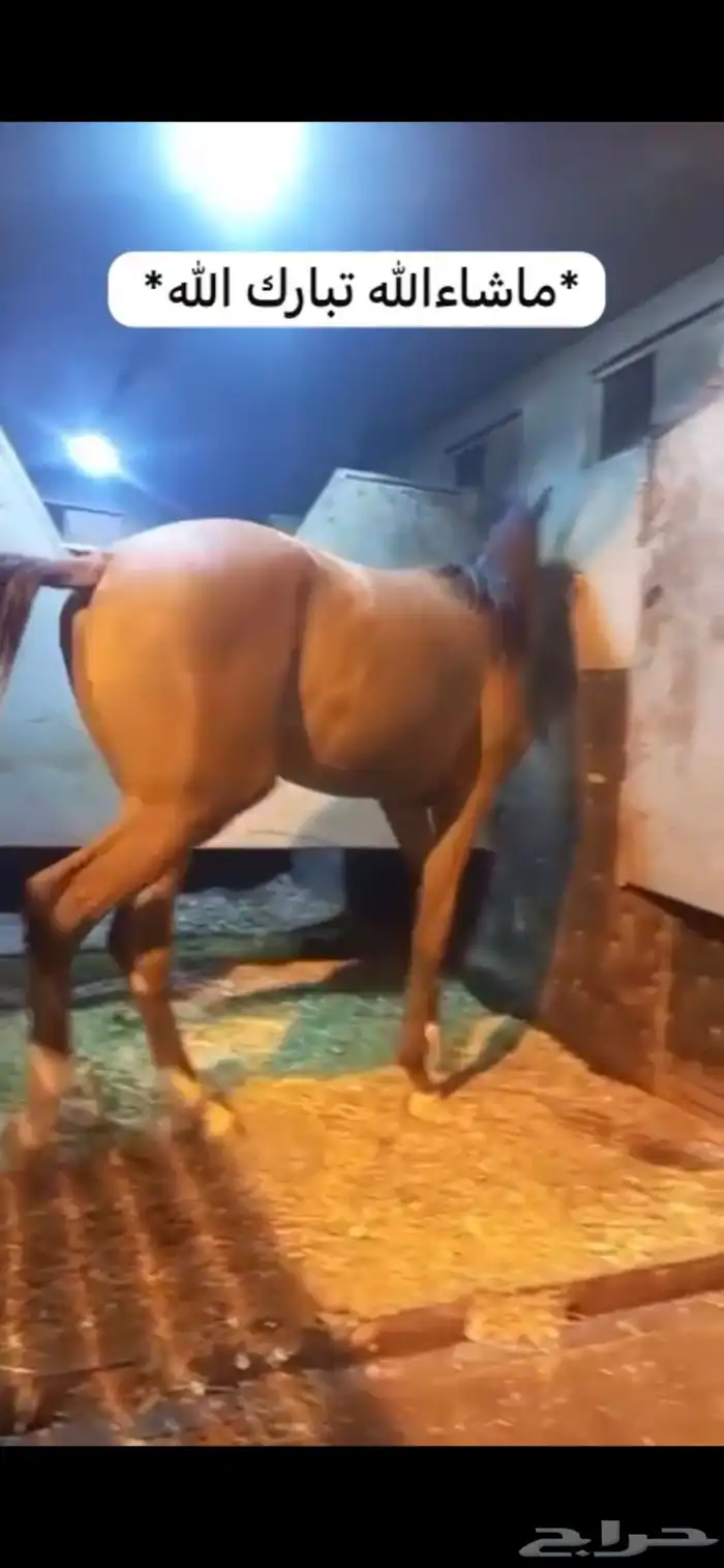 مهر شعبيه 0