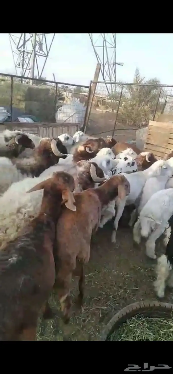 ذبائح خرفان ورخال مغلقة شحم بالقرب من دوار الملك سلمان 5