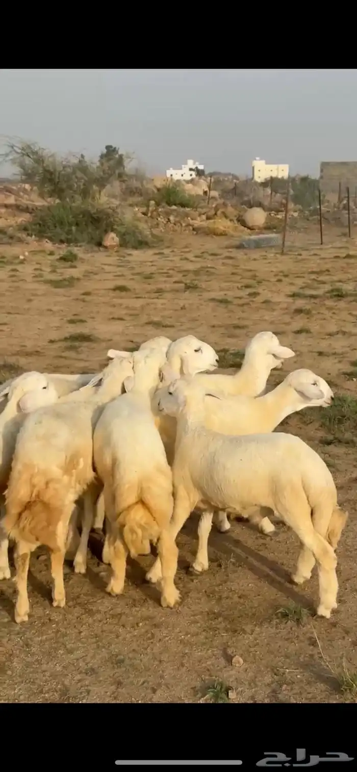 معزا للبيع 0