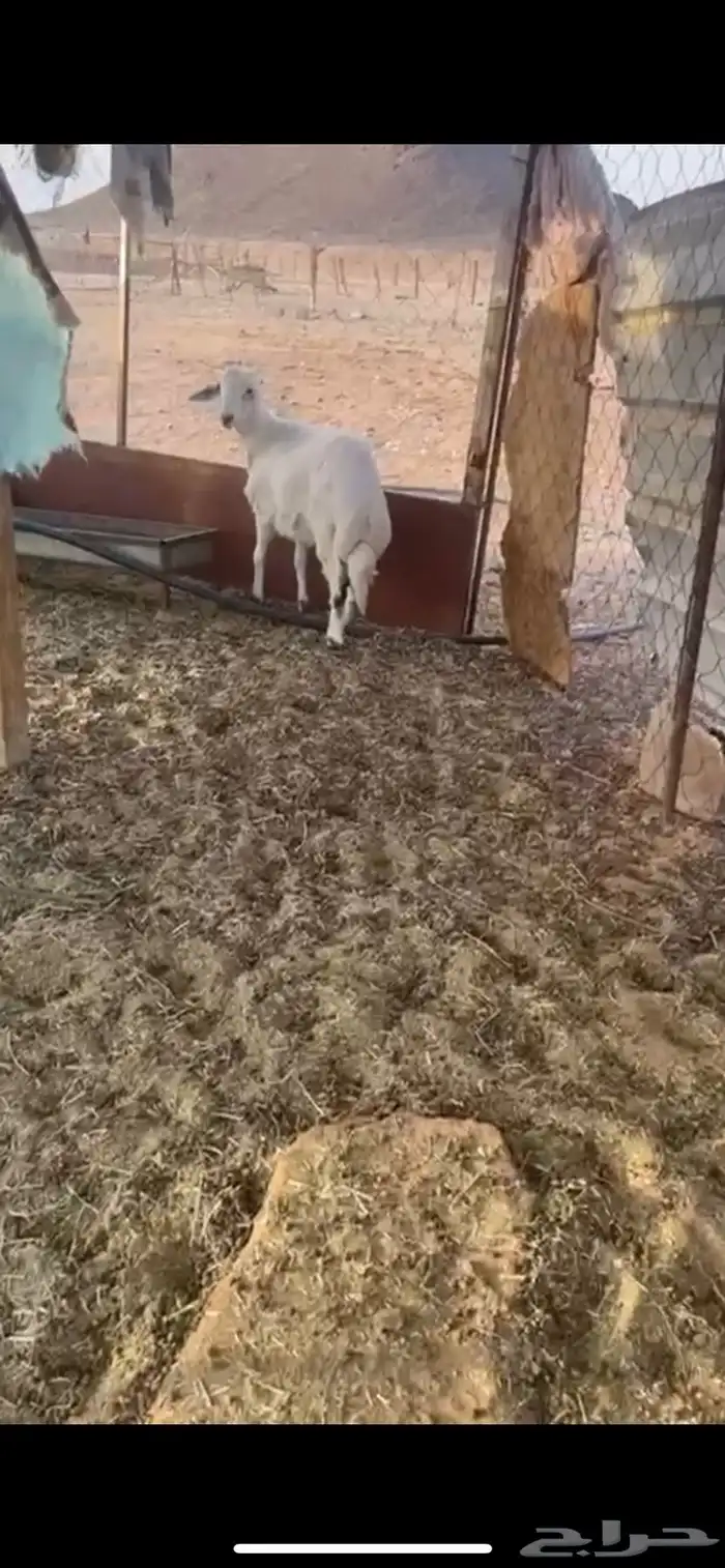 طلي البيع 2