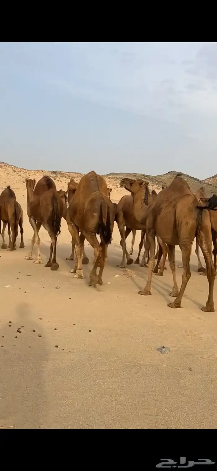 ابل نياق سواحل لقحات(( تم البيع )) 19