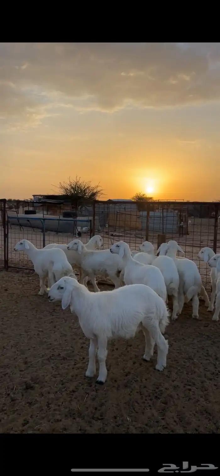 طليان ذبايح 1