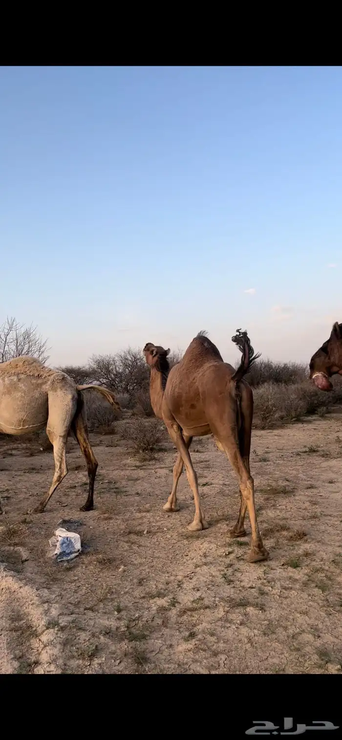 ناقه حمرا دهماء 25