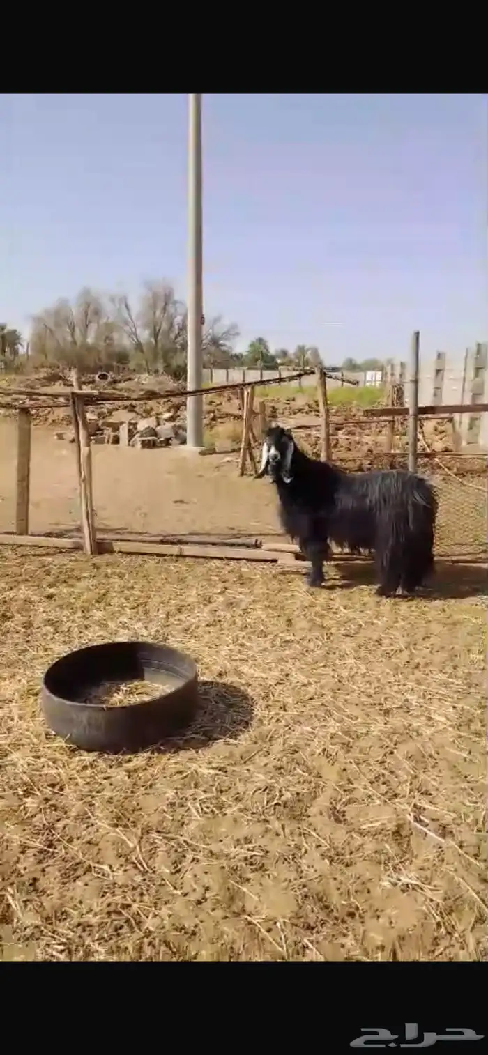 تيس عارضي فحل 2