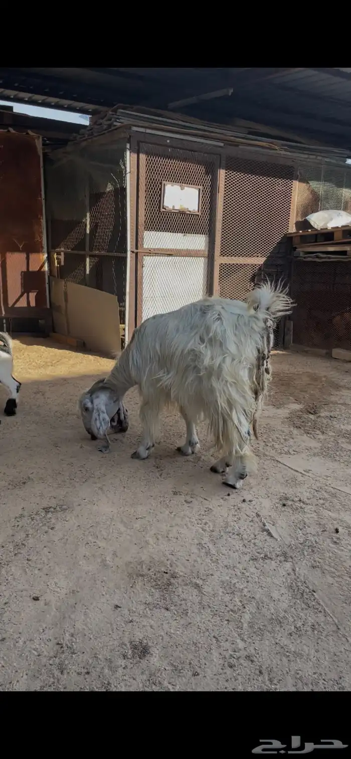 عارضيه بيضا رغوث 3