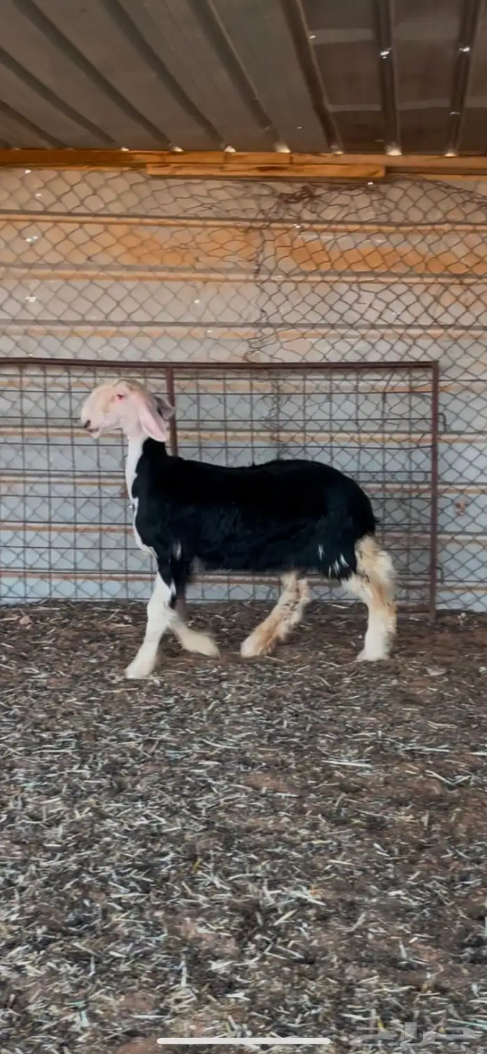 رخل نجديه صنف 0