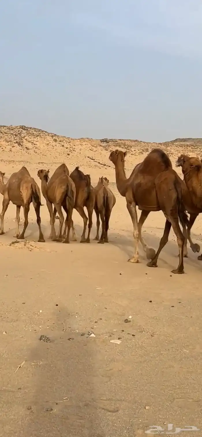 ابل نياق سواحل لقحات(( تم البيع )) 17