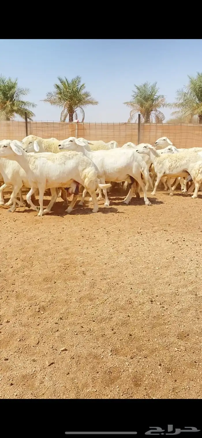 غنم حريات حرش شف فاخر دفيع شرط (( تم البيع )) 6