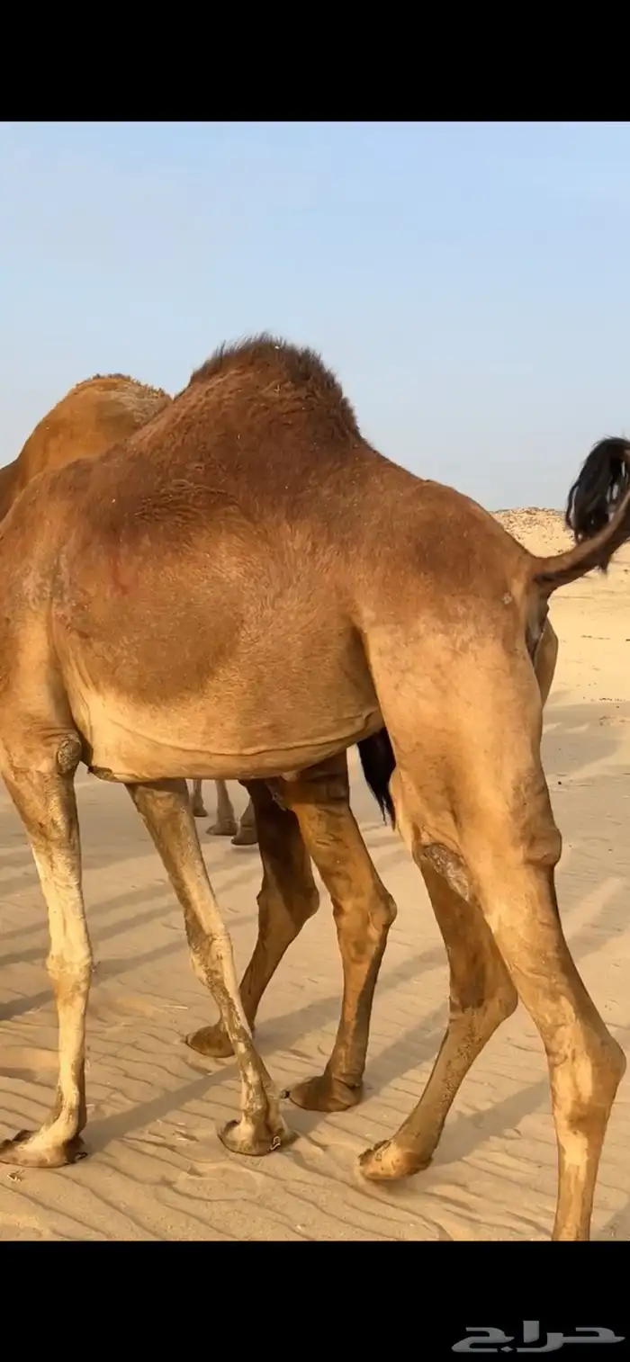 ابل نياق سواحل لقحات(( تم البيع )) 9