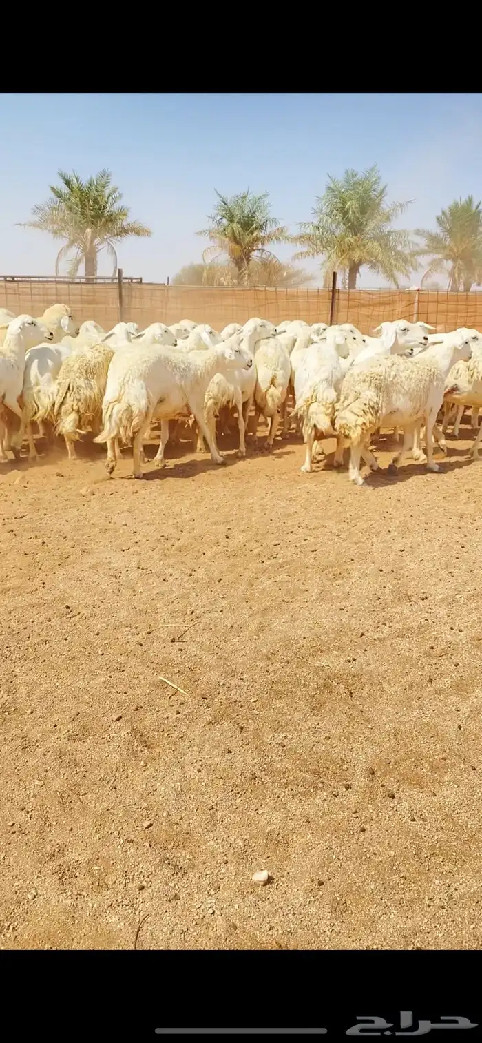 غنم حريات حرش شف فاخر دفيع شرط (( تم البيع )) 3