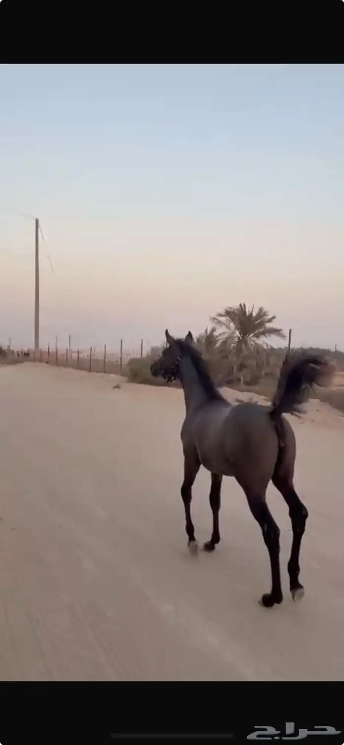 مهرة شعبية 4